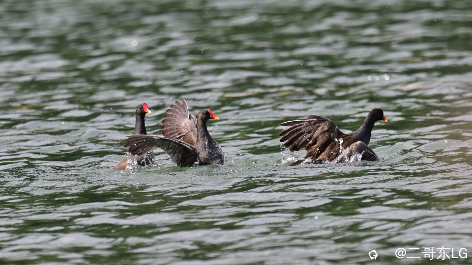 黑水鸡打架 (15).jpg