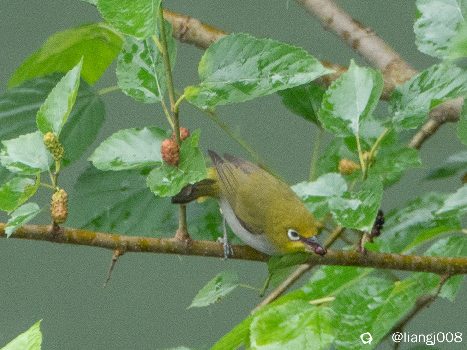 DSC02171_副本.jpg