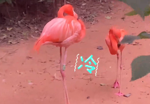 突然降溫刮冷風(fēng)！動(dòng)物園內(nèi)的火烈鳥冷到“瑟瑟發(fā)抖”，網(wǎng)友：高處不勝寒，旁邊那個(gè)矮的就不抖
