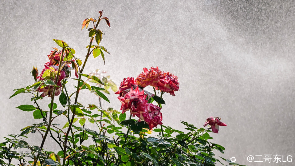 虞山月季花 (17).jpg