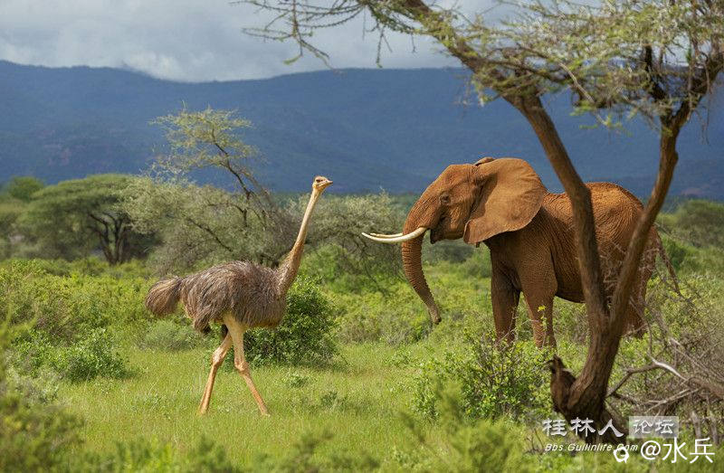 大象与驼鸟492_副本.jpg