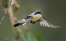 ★★★★★猎杀行动