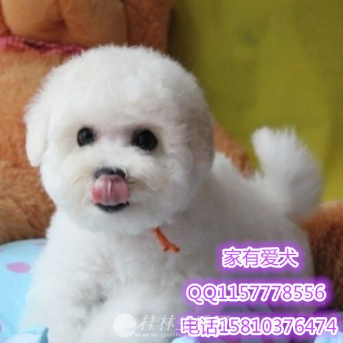 ���ֱ�����Ȯ  ������ɫ  ���ܺ�������