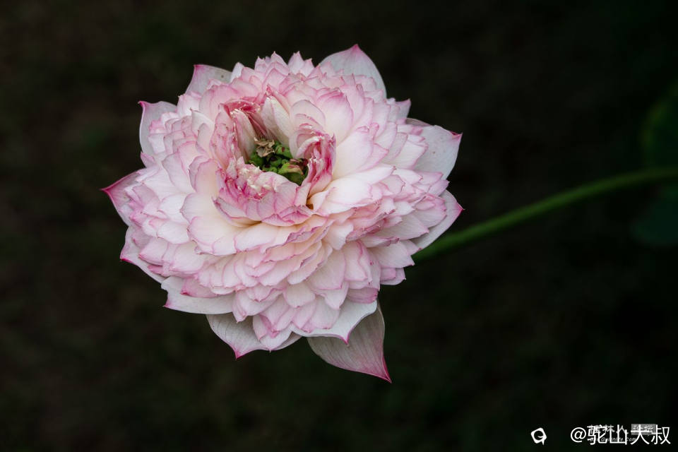 DSC07455-0 - 副本.jpg