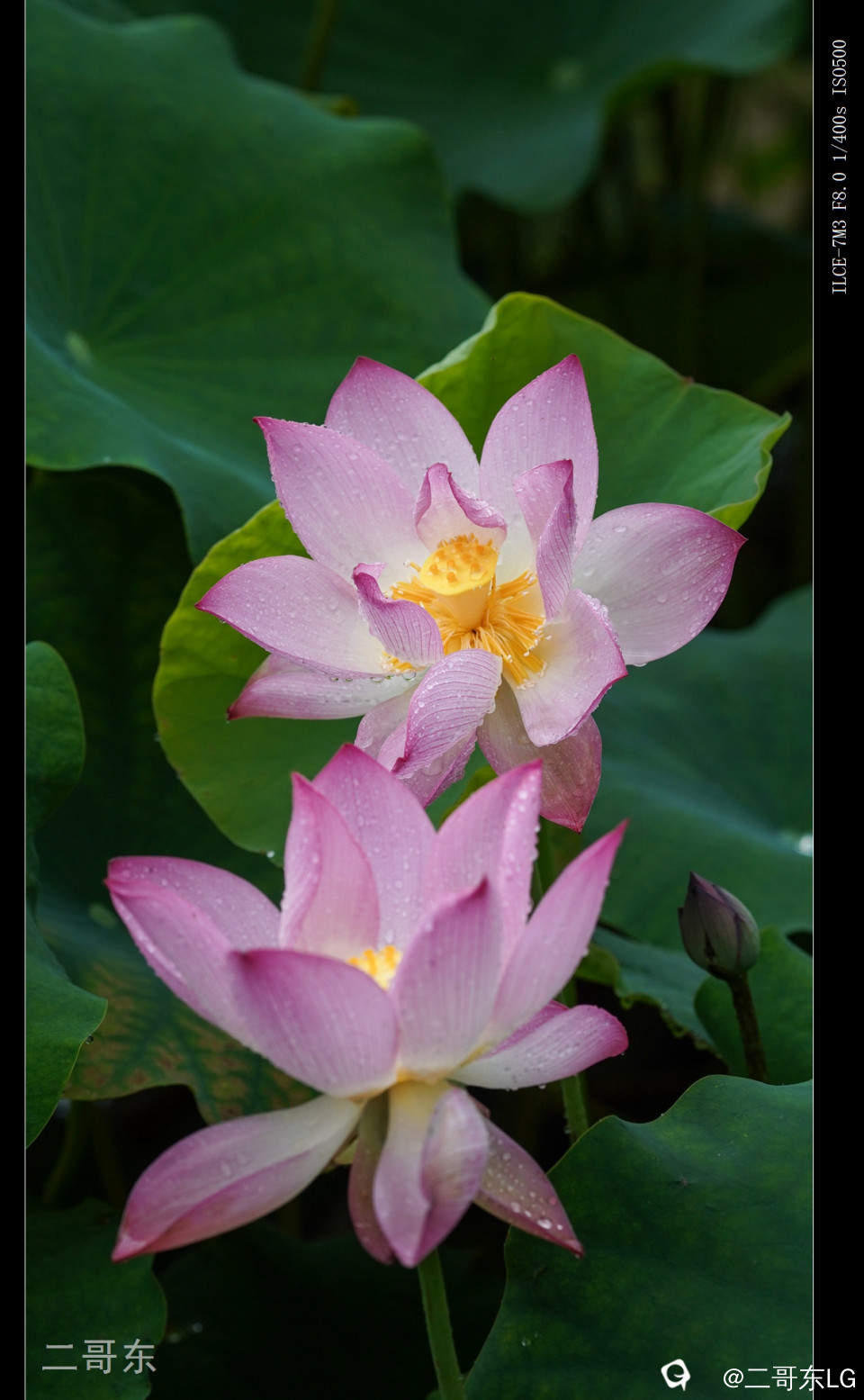 雨中荷 (24).jpg