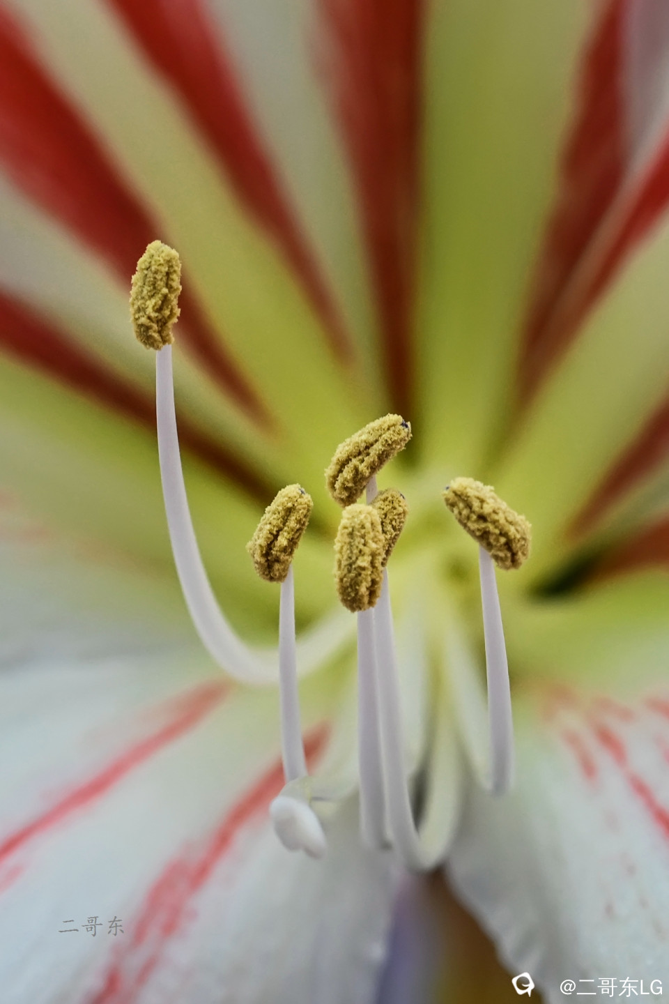 微距花蕊 (7).jpg