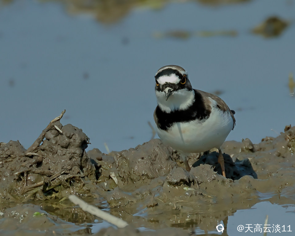 5D2A4175-DeNoiseAI-clear.jpg