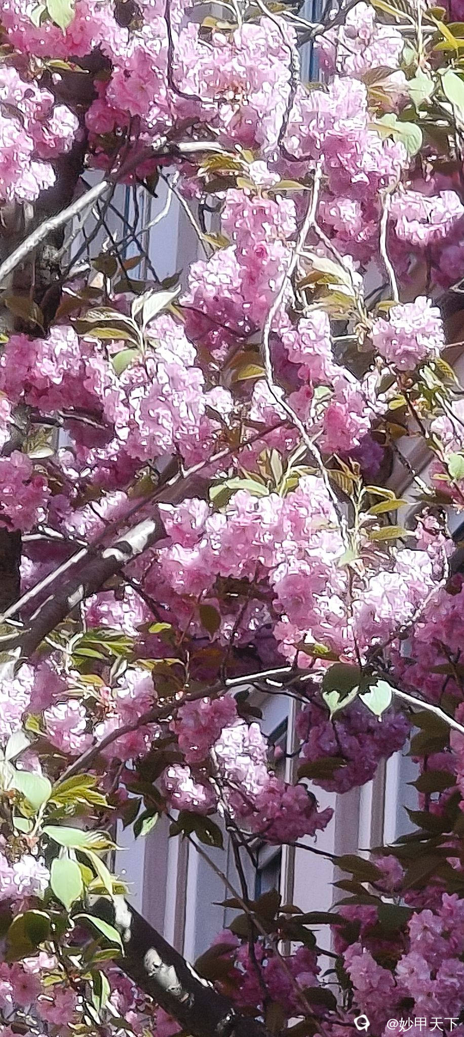 IMG20250406124612 (2).jpg