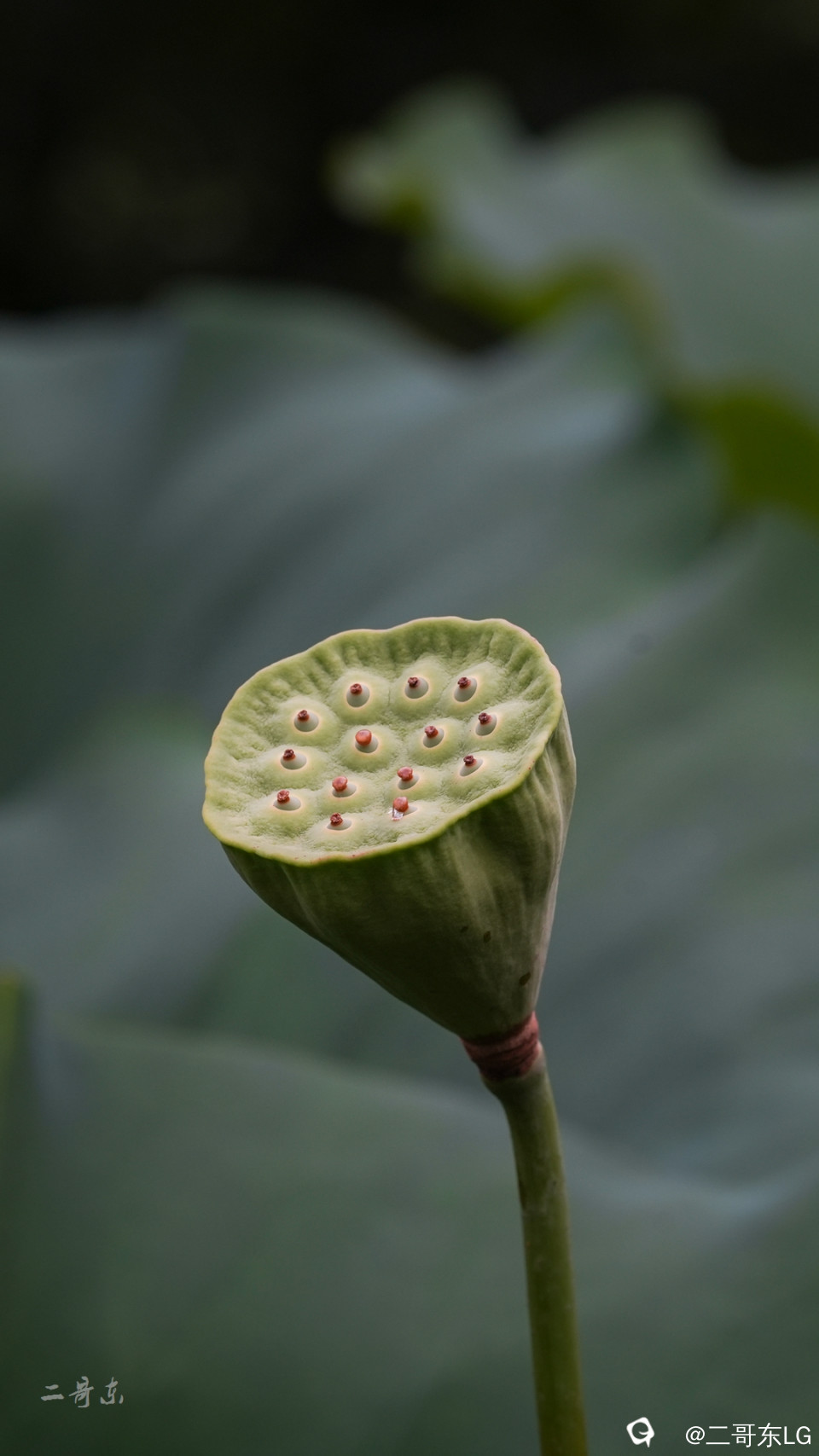 荷花 (11).jpg