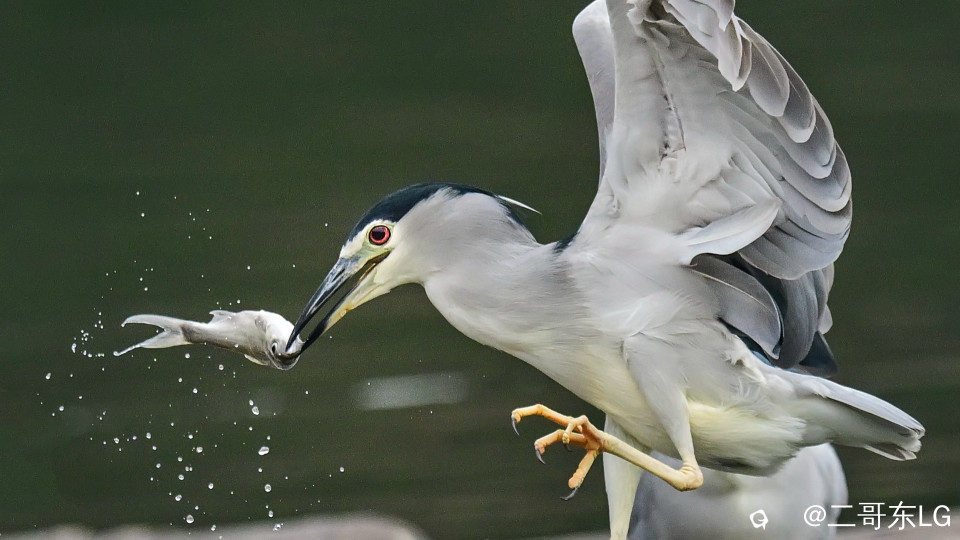 夜师傅干饭 (1).jpg