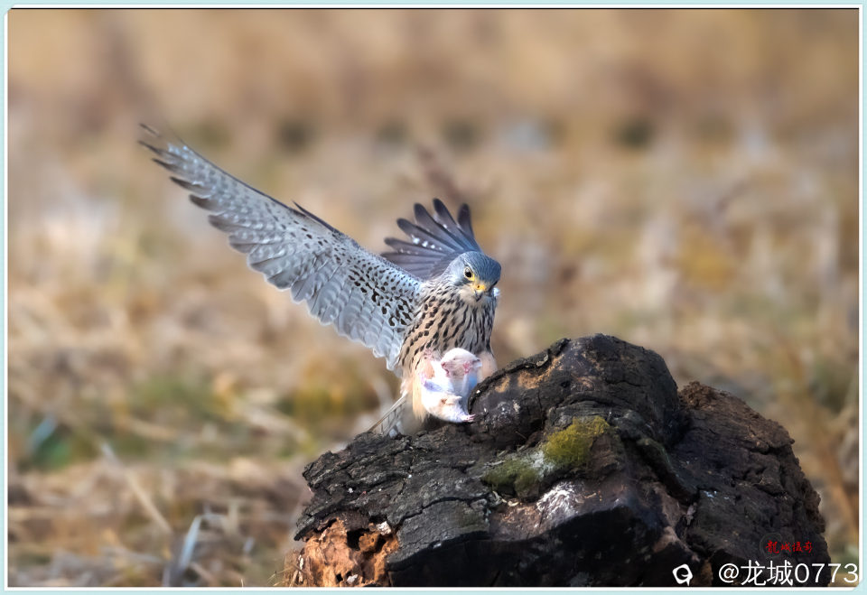 BG9I6960_副本 - 副本.jpg