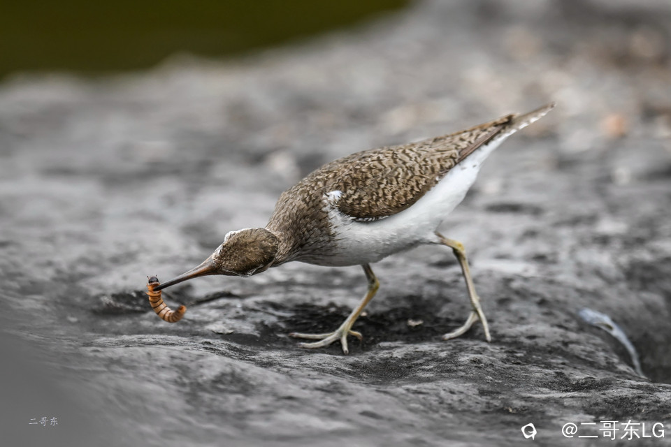 矶鹬 jī yù (21).jpg