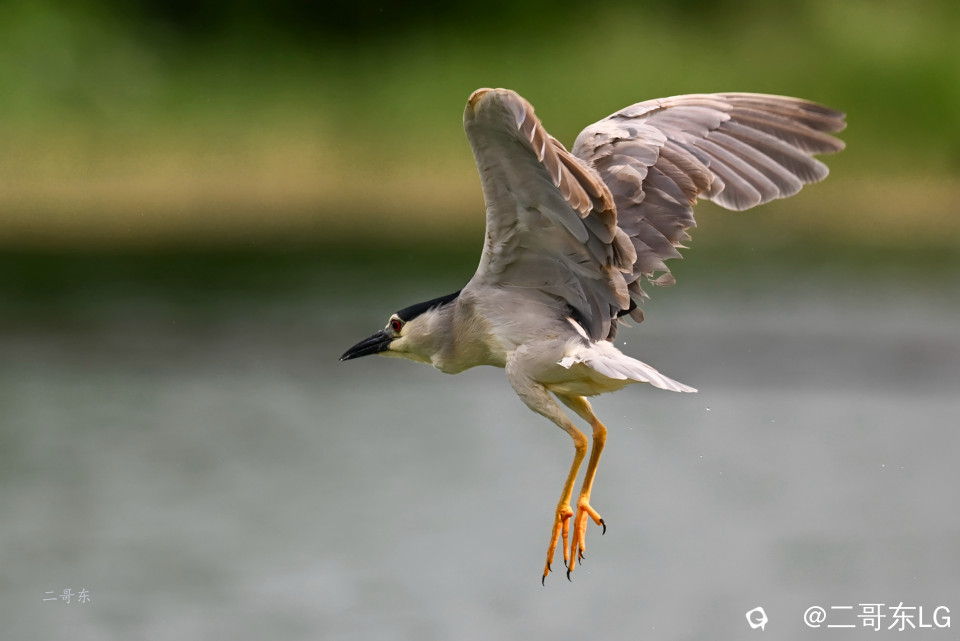 夜鹭起飞 (4).jpg