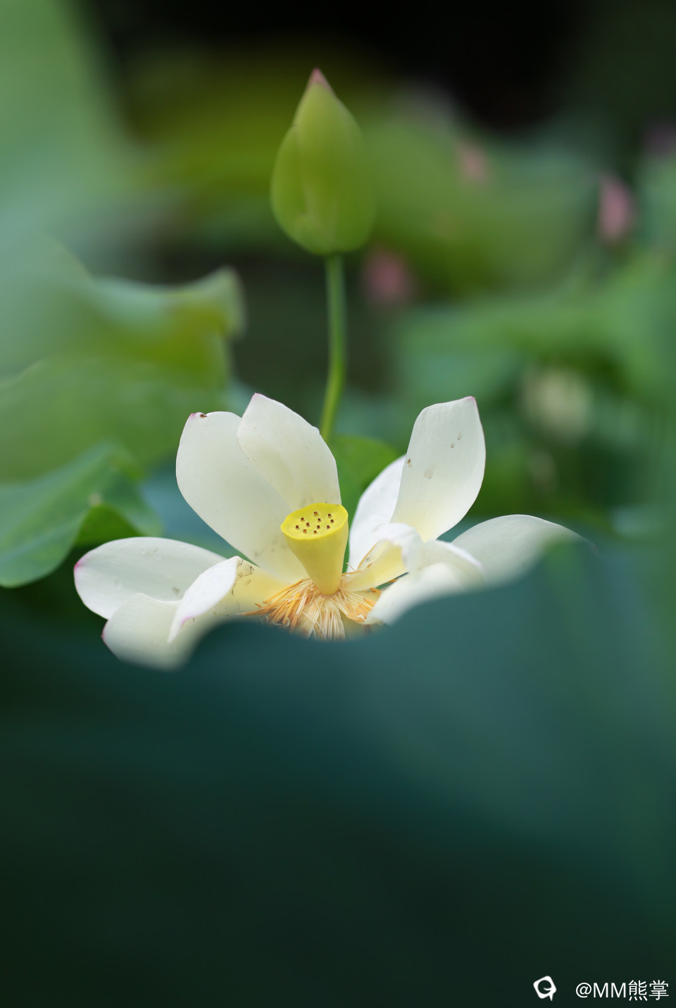 6d0e8701-9d90-07e4-f053-0ec2e5c0c1fb.jpg