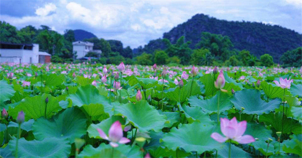 烟雨赏荷，雁山陶家村氛围感拉满！