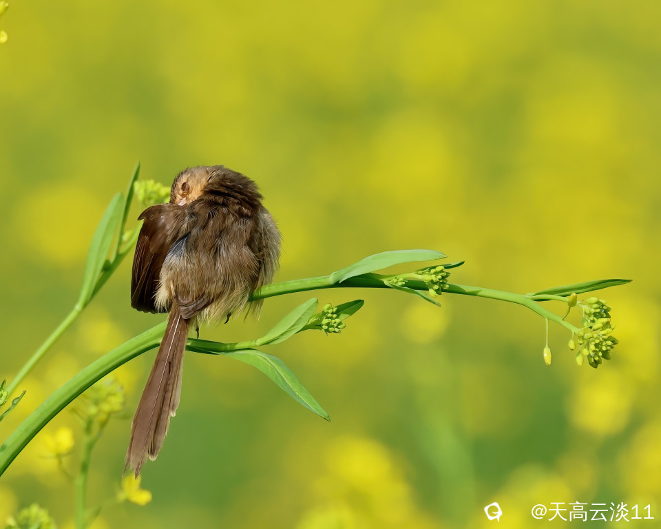 5D2A9239-DeNoiseAI-denoise.jpg