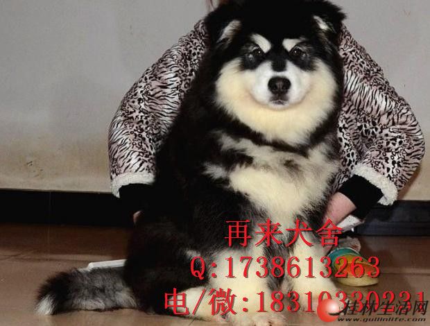  ��������˹��Ȯ�۸� �ܰ氢��˹�� ����˹�Ӷ���Ǯ