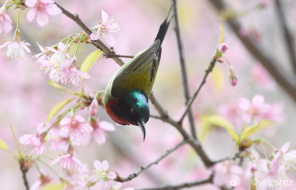 DSC_2844_副本.jpg