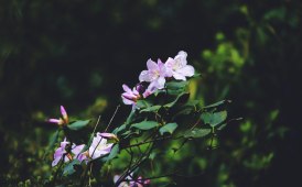 尧山上盛开的高山杜鹃花