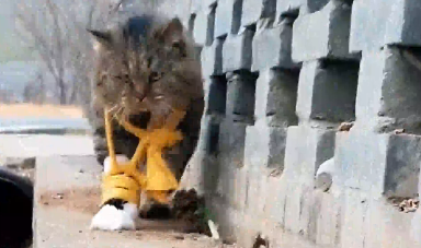 不愧是貓中喪彪！女生曬自家貓?jiān)谕獯蚣茇?fù)傷，拖著包扎的腿也要出門！喵：別攔著我，還有江湖事未平