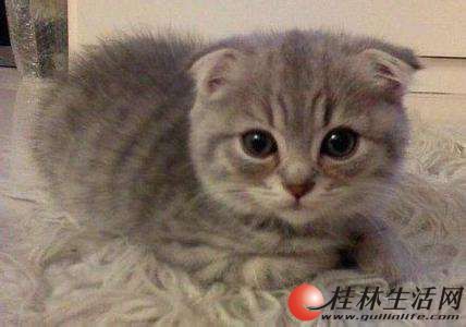 Ӣ���۶�è����18778395442����