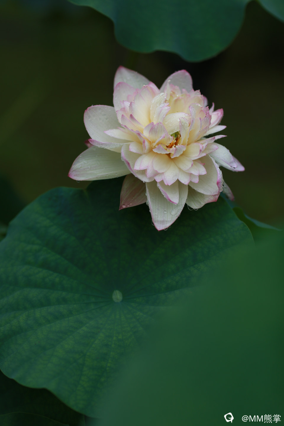 ded6a72a-31b0-c1bf-d2a6-009dea9ddbc7.jpg