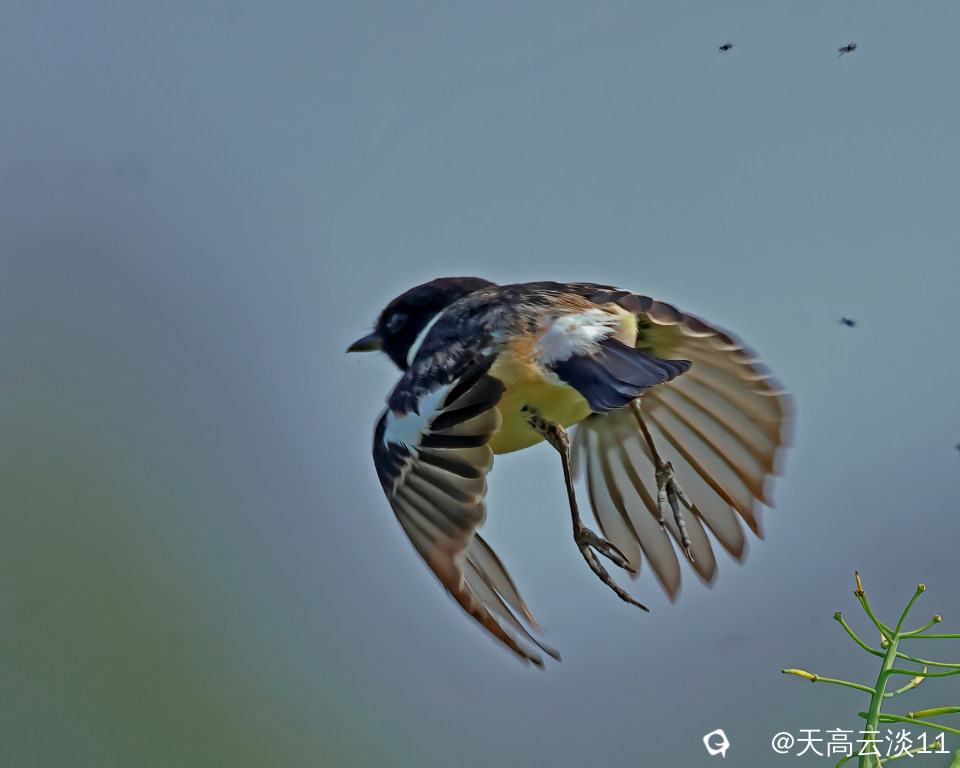 5D2A4352-DeNoiseAI-clear.jpg