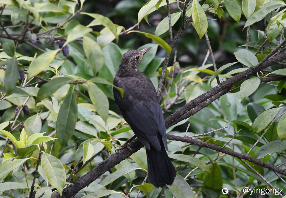 DSC_0287_副本.jpg