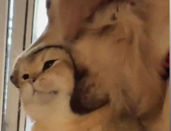 含在嘴里怕化了！狗狗把猫咪头含在嘴里满眼宠溺，狗狗:太稀罕你啦，怎么也稀罕不够