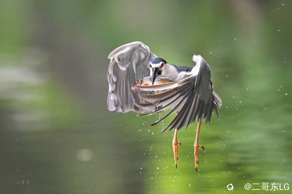 夜鹭捕鱼 (11).jpg