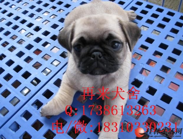 	 ���ְ͸���ۺ����С�͸籦�����Ƴ�����ɰ��͸���Ȯ