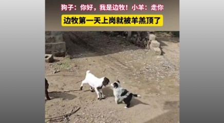 边牧第一天上岗就被羊羔顶了…狗子：你好，我是边牧！小羊：走你
