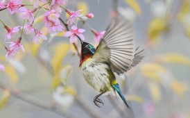 ★★★★★南溪山早樱与鸟