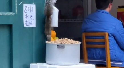 廣西一小松鼠悄悄偷拿水煮花生，女生：阿叔不要再刷了，“家”被偷咯