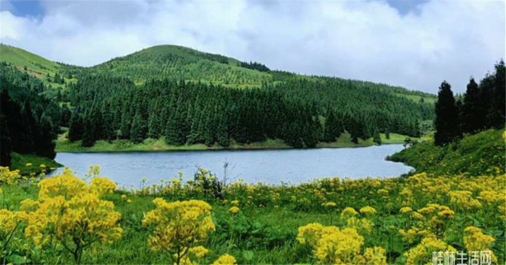 高山秘境：全州天湖茶坪水庫小黃花全線盛放