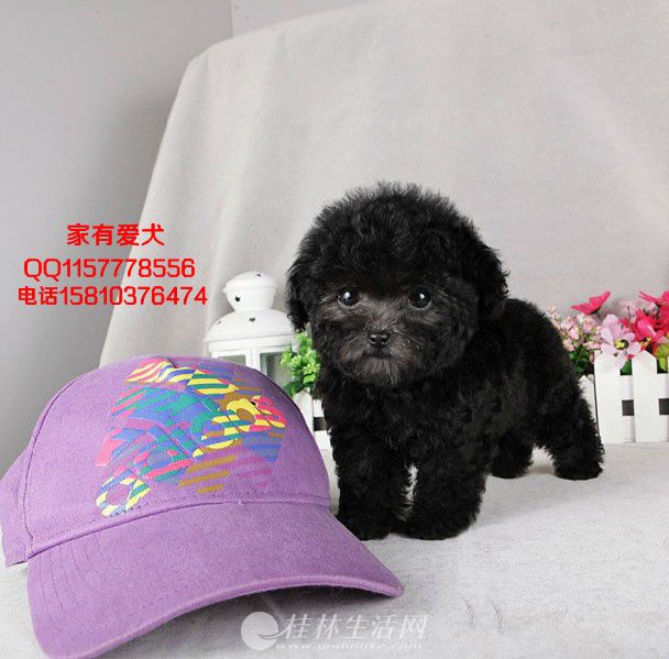 �豭��̩��   ������ɫ��ѡ  ̩�Ϻ�������