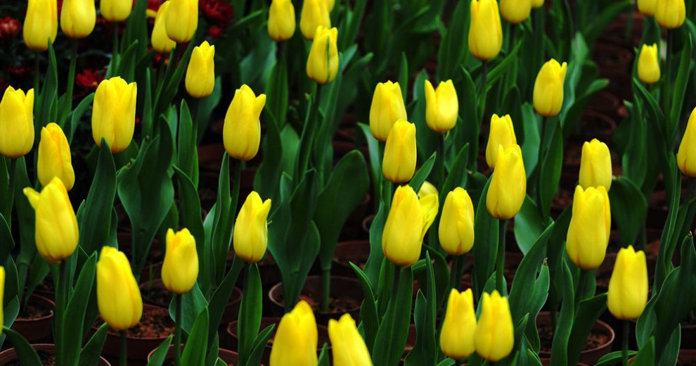 桂林過年，訾洲看花