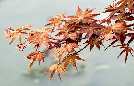 春之枫叶红