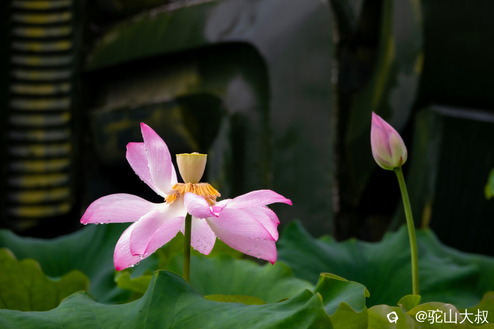DSC03977-0.jpg