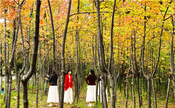 桂磨路边枫叶红