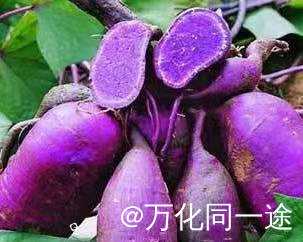 下联：此薯系紫红薯，紫红薯紫色的红薯。