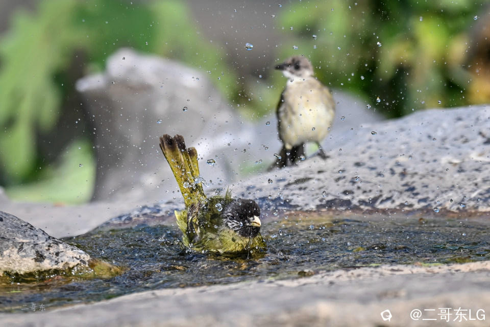 领雀嘴鹎--贵妃出浴 (4).jpg