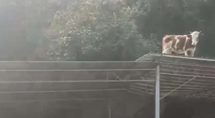三天不打，上房揭瓦！广西男子晒自家的牛一不留神就上屋顶！网友：怎么上去的呀