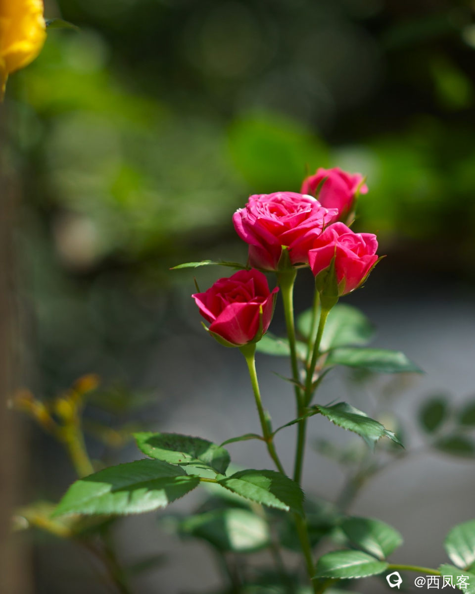 月季花