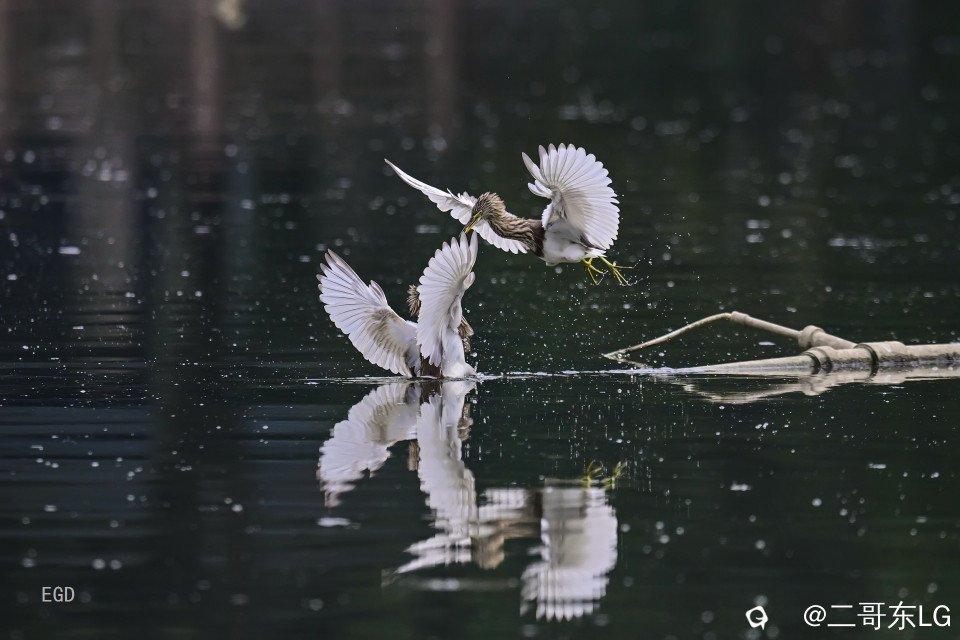 你瞅啥瞅你咋地 (5).jpg