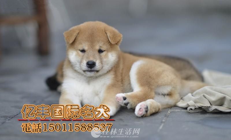 ���۴��ֲ�Ȯ ���ֲ�Ȯ�۸� �ڷ�Ȯ��ֱ��