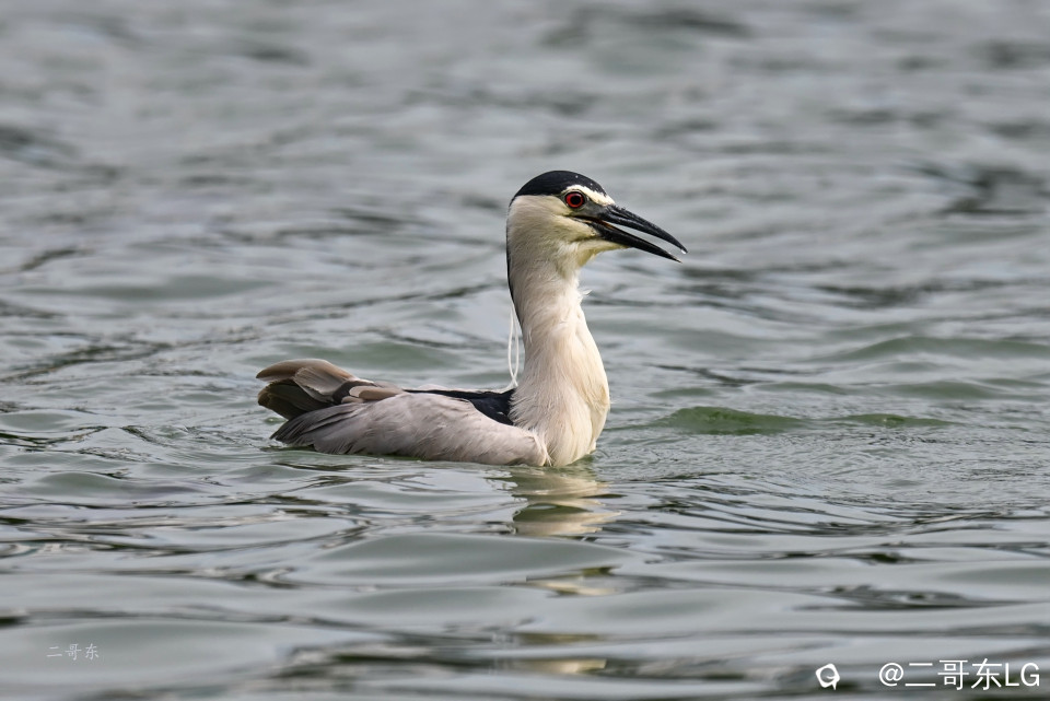 夜鹭起飞 (2).jpg