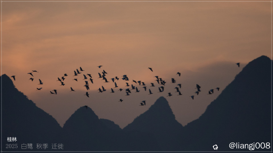 桂林 白鹭 秋季迁徙