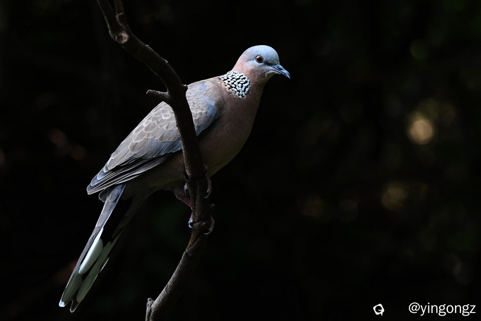 DSC_0945_副本.jpg