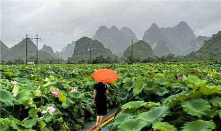 雨中赏荷（手机片）